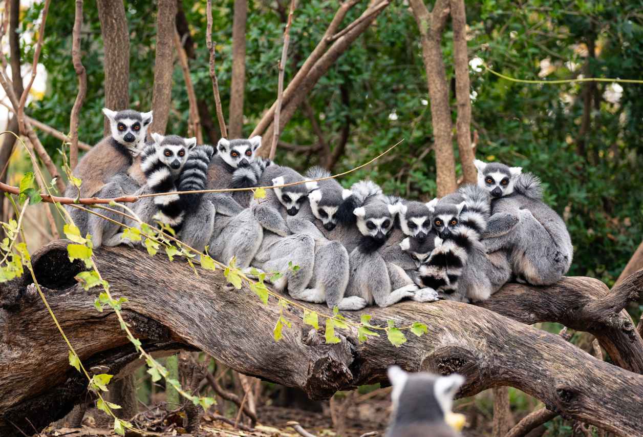 Group of ring-tailed lemurs sitting on a log.